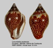 Columbella paytensis